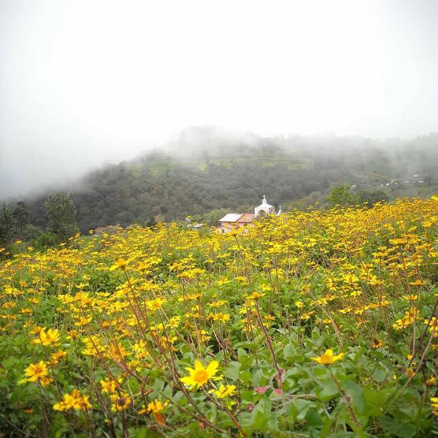 Chilcuague, la raíz de oro - Imagen 2