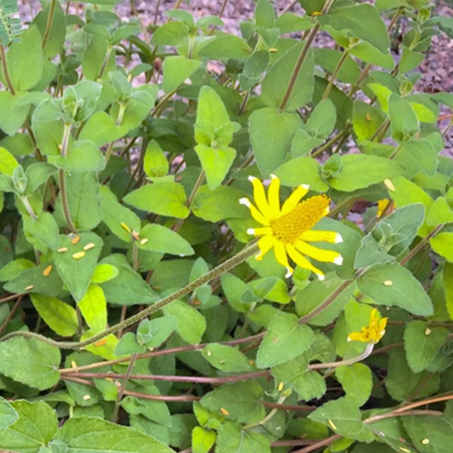 Chilcuague, la raíz de oro - Imagen 3